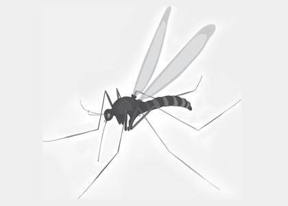 Insektionschutz für Fenster