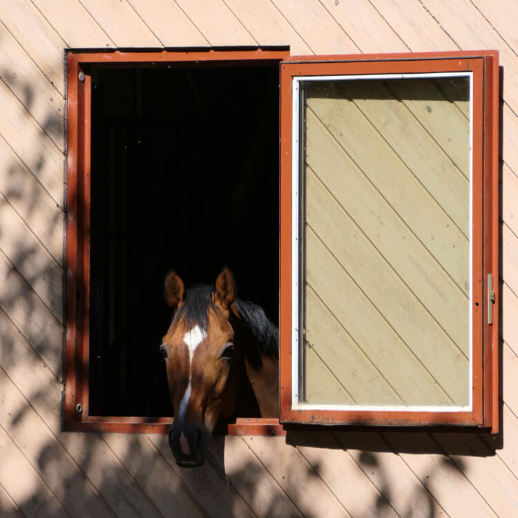 Stallfenster Holz