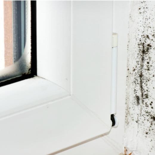 Schimmel Fenster