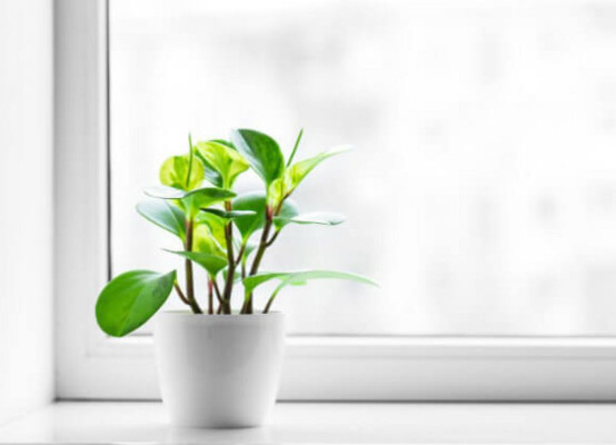 Pflanze auf Fensterbank