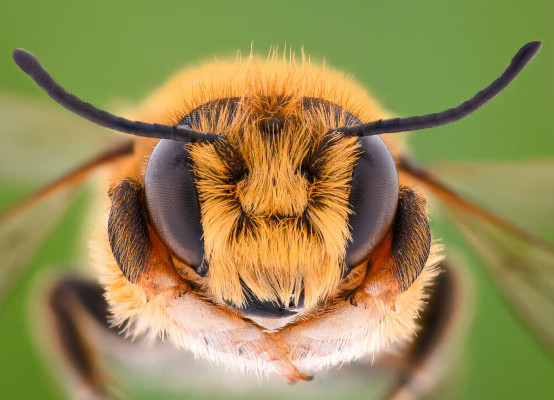 Bienen Und Wespen Im Fensterrahmen Ursachen Abhilfe