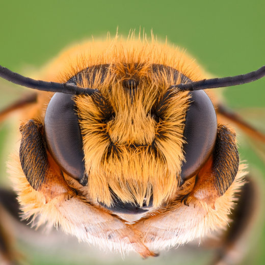 Bienen am Fensterrahmen