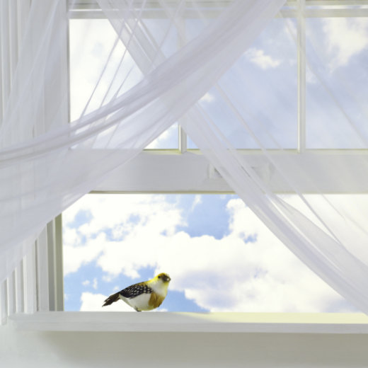 Bienen und Wespen im Fensterrahmen » Ursachen & Abhilfe