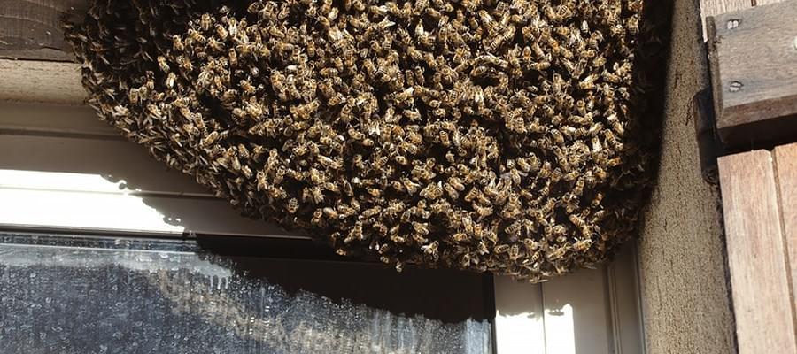 Im fensterrahmen bienen Bienen im